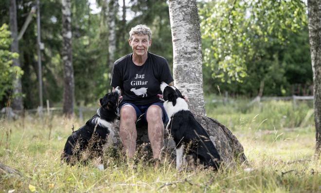 Mia Söderdahl med sin två hjälpredor Ribes och Malus underlättar mattes arbete med fåren.@Normal_indrag:<@Fotograf>Daniel Eriksson