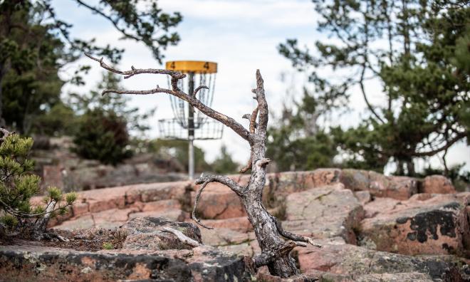 En arborist har granskat skadorna i området.