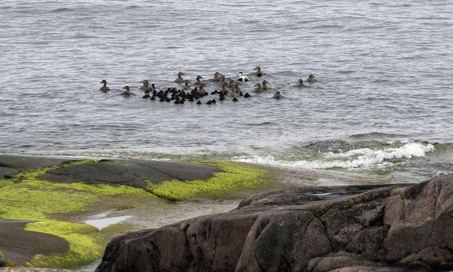 Ådans vänner, Nyhamn, Båtskär, Ejder, Åda med ungar