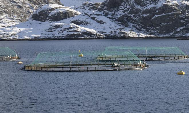 En fiskodling i norska Lofoten. Arkivbild.