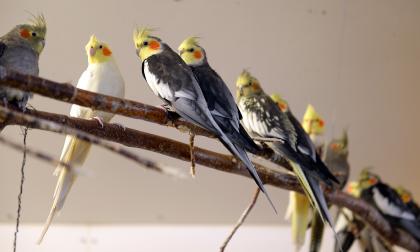 Lilla Holmen *** Local Caption *** @Bildtext:De flesta djuren är sådana som folk har skänkt till Lilla holmen och förslaget om att sälja bort djuren är orealistiskt anser djurskötarna. Det finns ingen marknad för så många djur. Alternativet är att avliva djuren. 