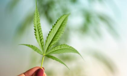 Marijuana leaf, on a background of bright pastel colors of the sky (blue, orange)