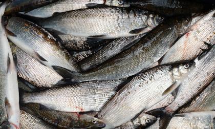 Fisken är en viktig källa till hälsosamma fetter. Det rekommenderade intaget är 300-450 gram i veckan.@