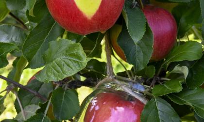 Ålands landsbygdscentrum uppmanar oss att leva åländskt imorgon den tredje november. Det är ett utmärkt initiativ om att handla åländskt. Låt initiativet bli en start för en våg av utökad lokal konsumtion. Det gynnar oss själva, hela Åland och inte minst både miljö och klimat.