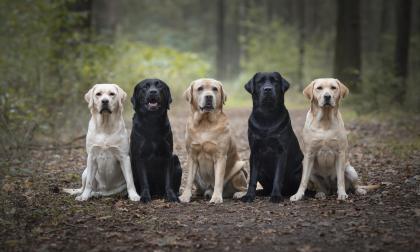 Familjehunden Labrador retrievern toppar listan.