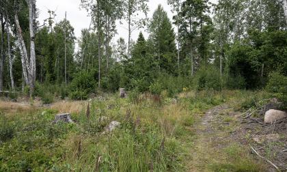 Terrängen som uppstått efter avverkningen är sådan att det är svårt för guckuskon att trivas. <@Fotograf>Daniel Eriksson