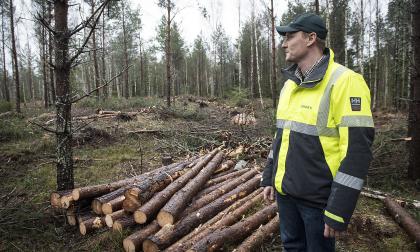 Förekomsten av granbarkborre har minskat i de åländska skogarna, men Oskar Qvarnström oroas av det upptäckts skador på tall, samtidigt som det redan är ett problem i Åboland.<@Fotograf>Daniel Eriksson