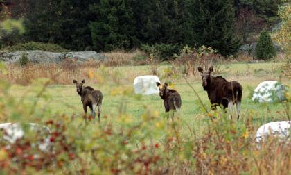 Jägarna har gemensamt gått in för att minska jakttrycket på älg. <@Fotograf>Daniel Eriksson