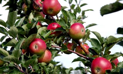 Växtodlingsprodukterna från Åland gav mindre intäkter under fjolåret, och främst var det ett tapp för äpplen.<@Fotograf>Sebba Södergård