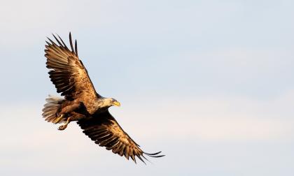 Syftet med skyddsjakten är att skydda ådungarna från örnar. <@Fotograf>Istock