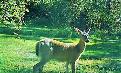 Insändarskribenten uppmanar alla att bevaka sina intressen och förhindra den planerade byråkratiseringen av jaktutövningen på vitsvansad hjort.
<@Fotograf>Privat