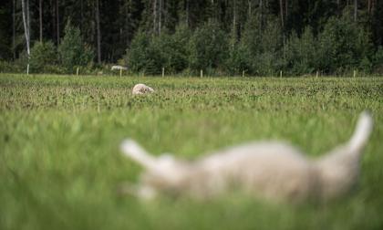 Sex lamm dödades och ytterligare 15 skadades när vargen attackerade Ulf Vests får i Svartsmara, Finström, i augusti.
<@Fotograf>Amir Karbalaei