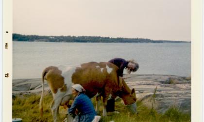 Ruth Fagerlund mjölkar sin ko på stranden i Asterholma, sommaren 1972.<@Fotograf>Siv Ekström@Normal_indrag: