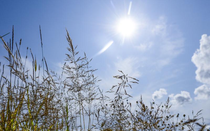 Klimat, vete, vetefält, havre, jordbruk, torka, varmt väder, augusti, sol, sommar, säsong