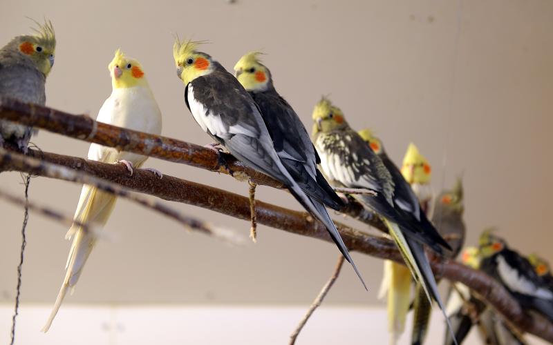 Lilla Holmen *** Local Caption *** @Bildtext:De flesta djuren är sådana som folk har skänkt till Lilla holmen och förslaget om att sälja bort djuren är orealistiskt anser djurskötarna. Det finns ingen marknad för så många djur. Alternativet är att avliva djuren. 