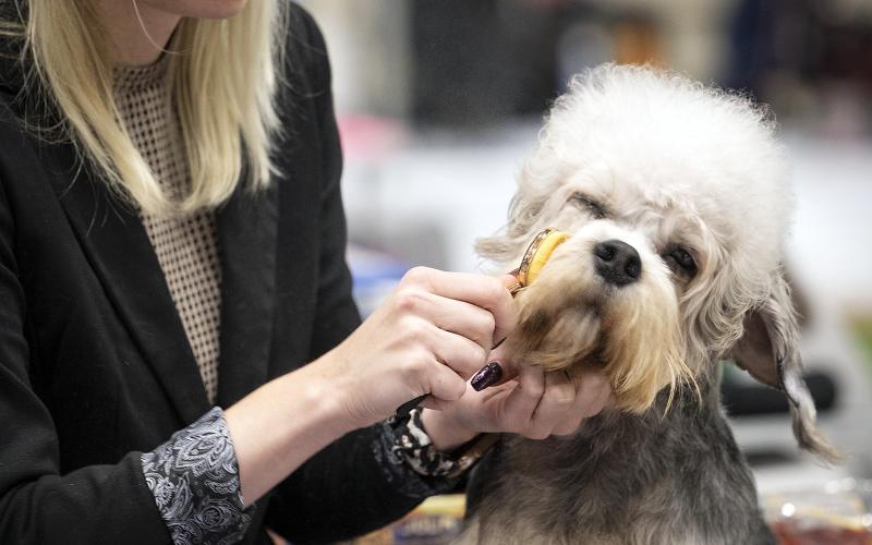 Hundar, hund, hundutställning, Åland dog show, 