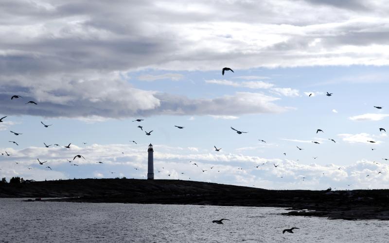 På vägen till Sälskär möter man något annat speciellt. En stor grupp med tordmular lättar från klipporna precis när båten passerar förbi. Och det är många. Strömmen av de svart-vita fåglarna tycks aldrig ta slut. Just när man tror de ser man en svart klump vid horisonten.