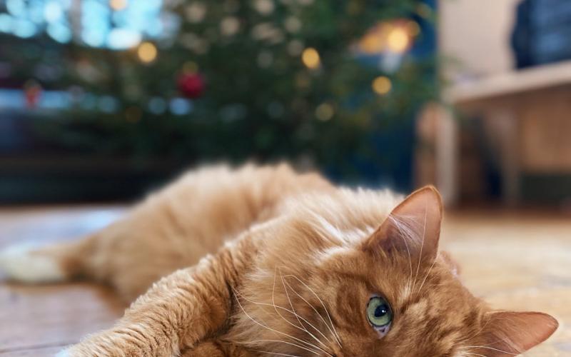 86. Burken som årets lussekatt, vill sprida ljus i vinternatt.För att lussa har han rätt nyans, med gult, orange och vitt på svans.Han är väldigt rar och väldigt stor, dock ibland han hyser agg mot sin bror.Han vill ha mat sex gånger om dan’, annars får vi höra mer än fan.Hungrig står Burken nu i vår vestibul, och önskar till er alla en riktigt god jul!Isak Nylund