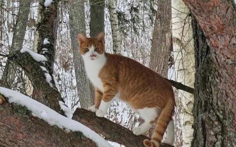 71. Katten heter Enid, och är just fyllda ett år. Hon lever livet i Jomala Dalkarby, tillsammans med sin syster Nugget som också är saffransgul och vit. Enid älskar när snön har kommit! Och hänger gärna ute i träden på gården. Men älskar även att ligga på hallgolvet där det finns golvvärme. Hon älskar att prata, och berättar gärna när hon vill synas och berätta när hon är på gång. Sandra Wiklund 