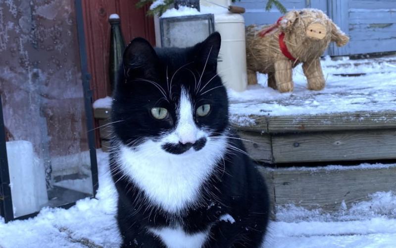 88. Här är Bob. Han är hushållets gentleman – väldigt stilig med sin mustasch och vita sockor. Han tackar aldrig nej till mat, och älskar en varm famn att mysa i. Bobby är lekfull och busig, och är en jäkel på att jaga möss! Fanny Skogster