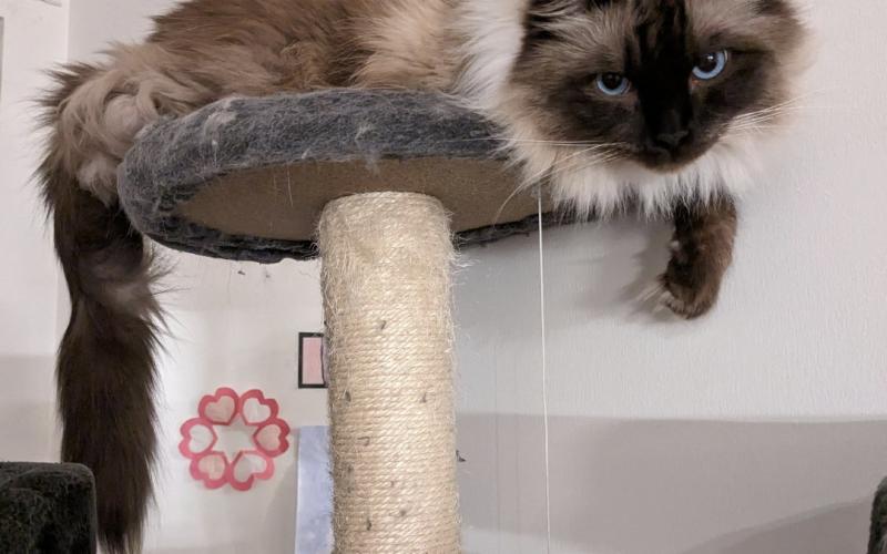 41. Flurry är en fyraårig hankatt av rasen ragdoll (colorpoint). Han är social, pratglad och busig. Han föredrar silverfiskar och flugor framom större byten. Han älskar sitt katträd även om han vuxit ur det lite. När någon kommer in genom dörren kommer han alltid och hälsar och vill vara med överallt där det händer. Han tycker om att bli kliad på magen. Personlighetsmässigt påminner han mera om en hund än en katt.Jenny Linnanlehto