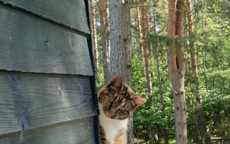 95. Det här är Iva Mattsson-Koskinen. Hon är från Hammarland, omhändertagen av katthjälpen och fick sedan sitt föreviga-hem i Bölsvik, Finström. Hon har hönskompisar på gården, gillar tomatsås och spenderar somrarna på Iniö i Åbolands skärgård. Dessutom världens gosigaste kissekatt.Elma Mattsson 