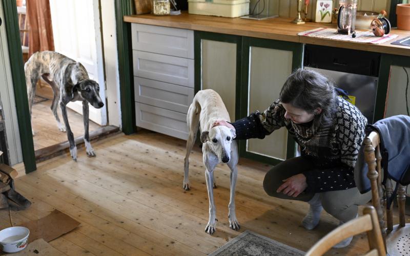 Sven och Petal är spanska jakthundar, galgos. Det är en enkel och snäll ras, menar Nadja Lindqvist.