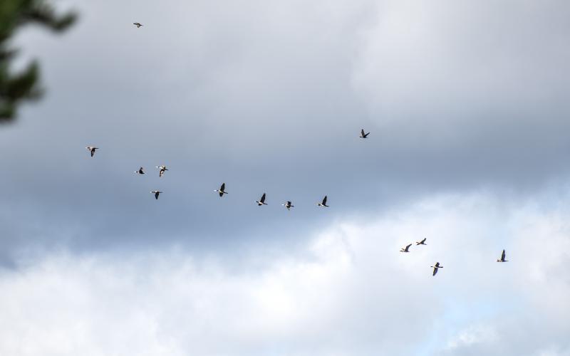 Flera grupper av skarvar flyger förbi på hög höjd.