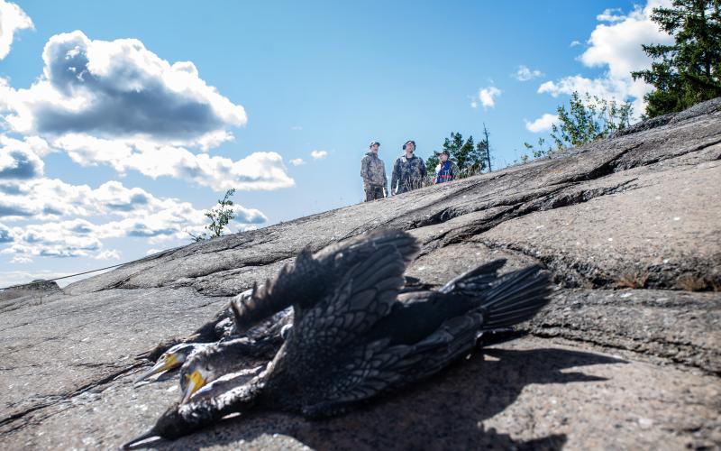 Under skarvsmällen gör jägare runt om på Åland en gemensam insats för skyddsjakten på storskarv.