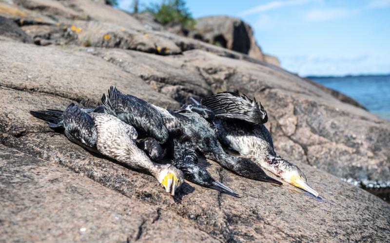 Syftet med skyddsjakten på skarv är att skydda fiskebestånd, vatten och skog. Förutom att skarven lever av fisk gör dess avföring att nästan all växtlighet dör om en koloni håller till på en holme.