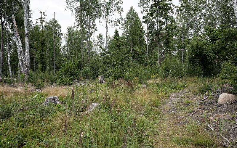 Terrängen som uppstått efter avverkningen är sådan att det är svårt för guckuskon att trivas. <@Fotograf>Daniel Eriksson