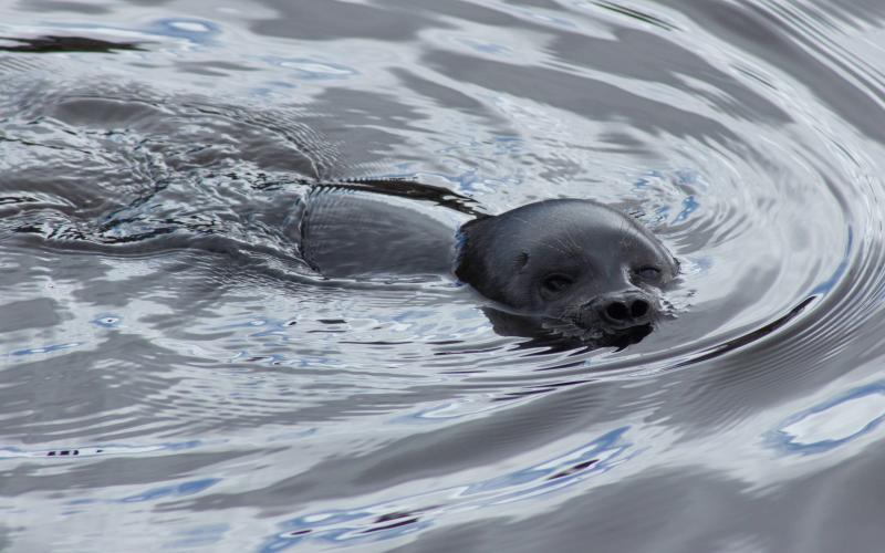 Än en gång har landskapsregeringen lyckats retat upp den samlade jakt- och fiskekåren. Enkla missar som att utelämna tydliga remissinstanser och iögonfallande påståenden skapar irritation.
<@Fotograf>Wikimedia Commons