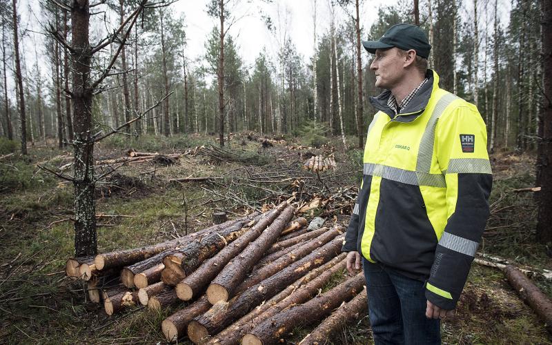 Förekomsten av granbarkborre har minskat i de åländska skogarna, men Oskar Qvarnström oroas av det upptäckts skador på tall, samtidigt som det redan är ett problem i Åboland.<@Fotograf>Daniel Eriksson