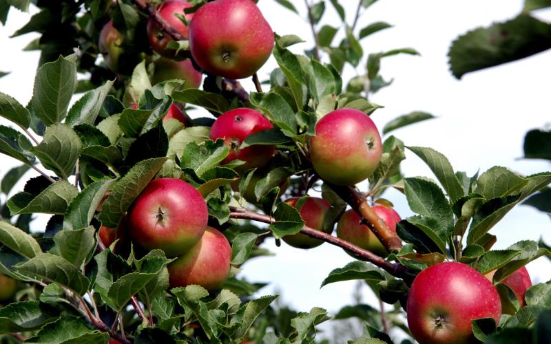 Växtodlingsprodukterna från Åland gav mindre intäkter under fjolåret, och främst var det ett tapp för äpplen.<@Fotograf>Sebba Södergård