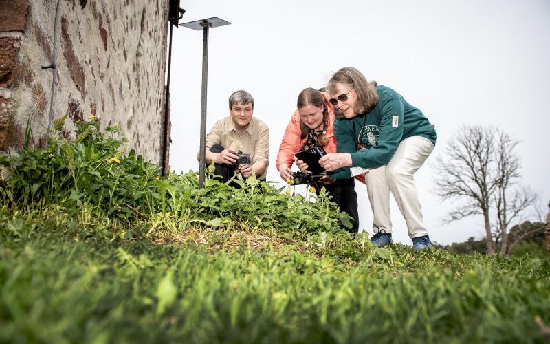 Vid Kastelholms slott hittade gruppen bland annat lungört som inte är så vanlig i Finland. Bjarne Kantén, Hanna Henna Kettunen och Mirja Reijonen är snabba att föreviga växten.@Normal_indrag:<@Fotograf>Hülya Tokur-Ehres