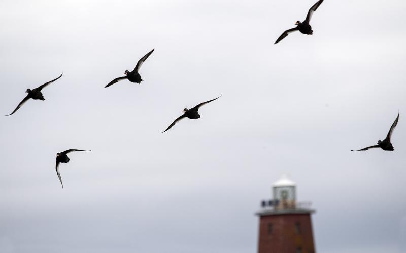 För människorna på Kökars kloster var svärtorna en viktig del av kosten. <@Fotograf>Daniel Eriksson