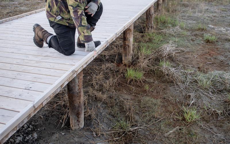 Ulf Simolin har hittat tydliga utterspår under trädäcket i våtmarksområdet.<@Fotograf>Hülya Tokur-Ehres