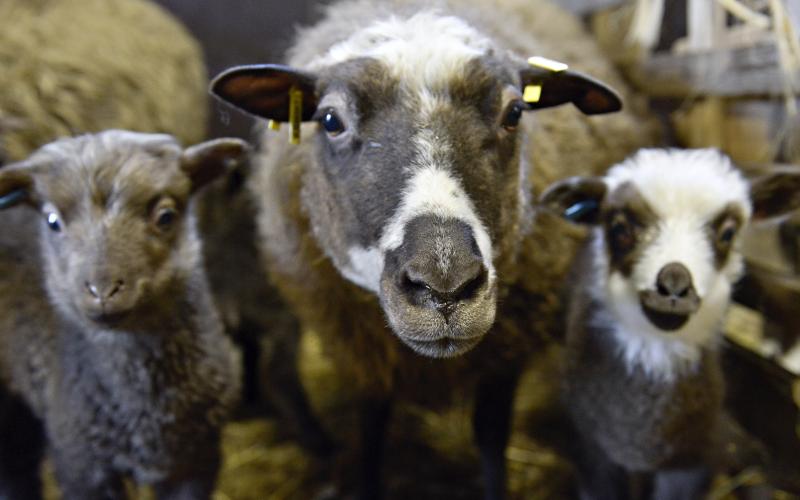 När lammen blivit lite större släpps de ut i en lammkammare, dit de vuxna fåren inte slipper. Där finns mat och hinkar med flera nappar så tackorna får lite avlastning.