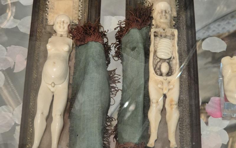 Anatomiska undervisningsfigurer från det vetgiriga 1700-talet. 