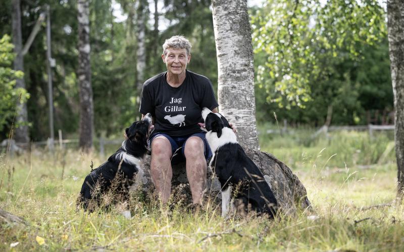 Mia Söderdahl med sin två hjälpredor Ribes och Malus underlättar mattes arbete med fåren.@Normal_indrag:<@Fotograf>Daniel Eriksson