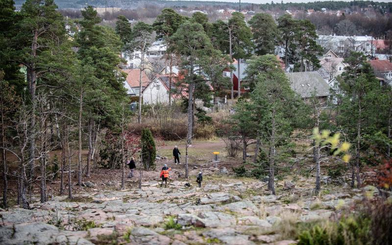 Växtligheten i Badhusparken har skadats av discar under tiden en bana funnits i området.