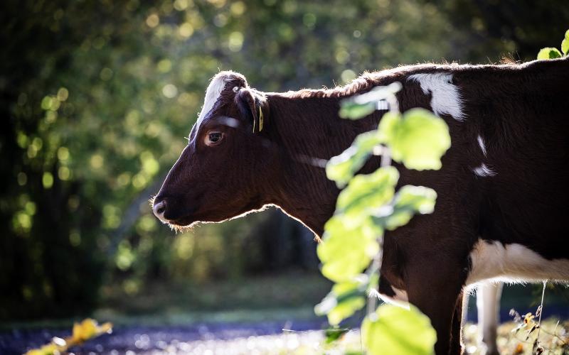 På Ramsholmen, vid naturreservatet, var det kossorna som dominerade landskapsbilden denna höstdag.@Normal_indrag:<@Fotograf>Daniel Eriksson