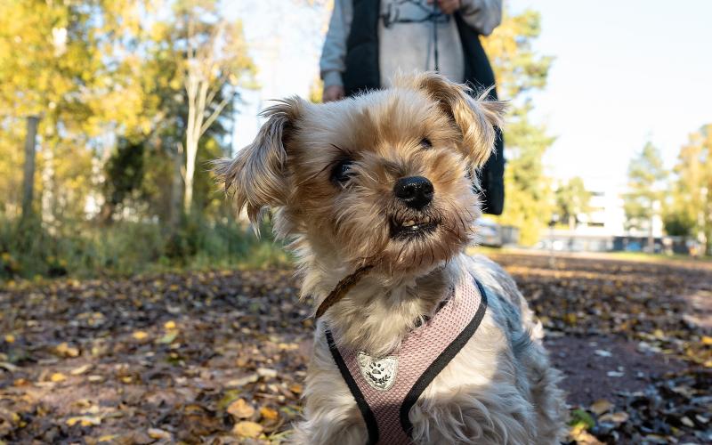 Petra Westergård är ute på promenad tillsammans med elvaåriga hunden Thila vid mattvätten i Nabben. ”Jag tycker att det är underbart då det blir mörkt”, säger hon.@Normal_indrag:<@Fotograf>Daniel Eriksson