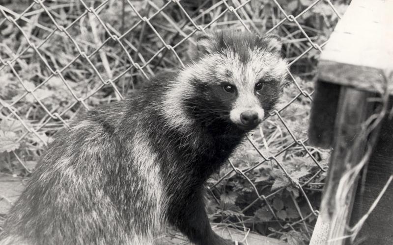 Svenska jägareförbundet anhåller om att få komma till Åland och fånga in mårdhund för att med dem till Sverige.<@Fotograf>Bengt Hellström