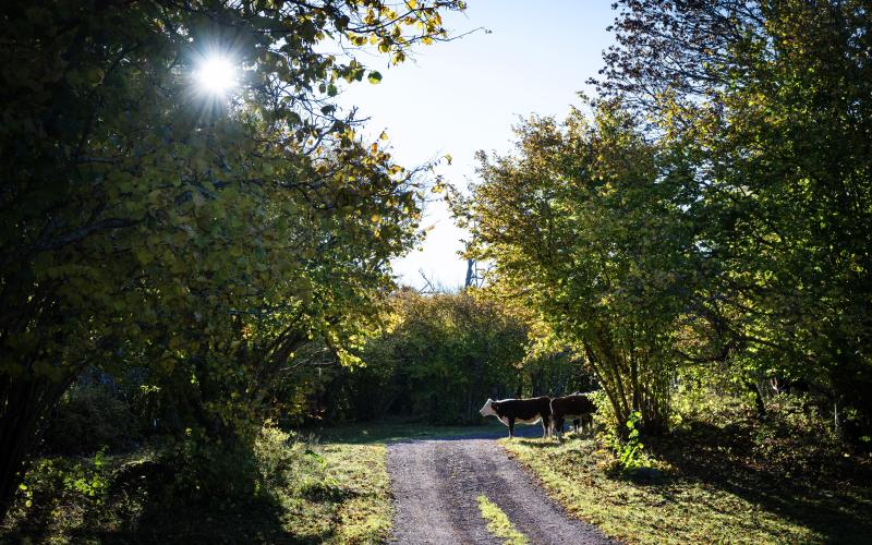 Kossorna dominerade i naturreservatet vid Ramsholmen. De gick i sakta mak omkring och festade på gräset och njöt av solen.@Normal_indrag:<@Fotograf>Daniel Eriksson