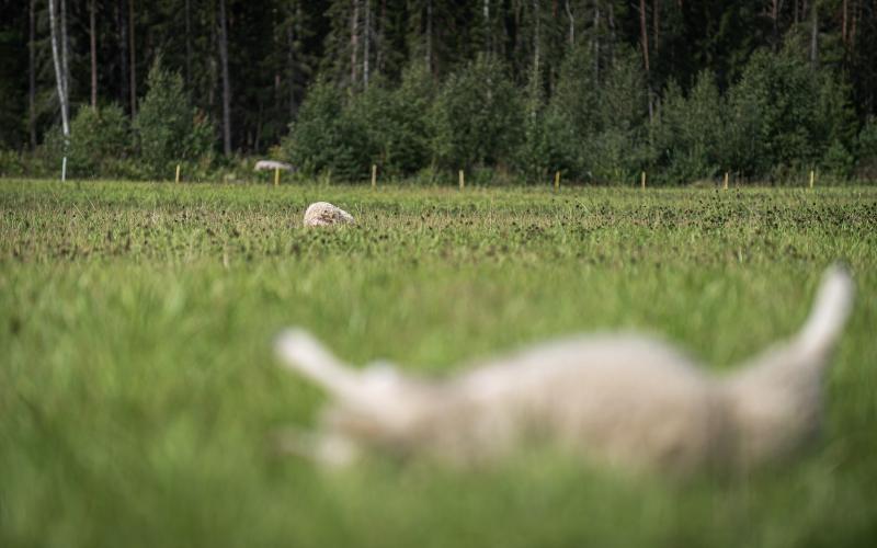 Sex lamm dödades och ytterligare 15 skadades när vargen attackerade Ulf Vests får i Svartsmara, Finström, i augusti.
<@Fotograf>Amir Karbalaei