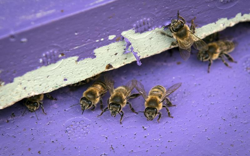 Det är full fart i bikuporna nu när det brjar blomstra i trädgården.@Foto:Daniel Eriksson