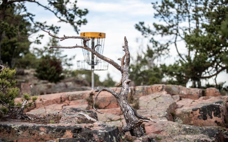 En arborist har granskat skadorna i området.