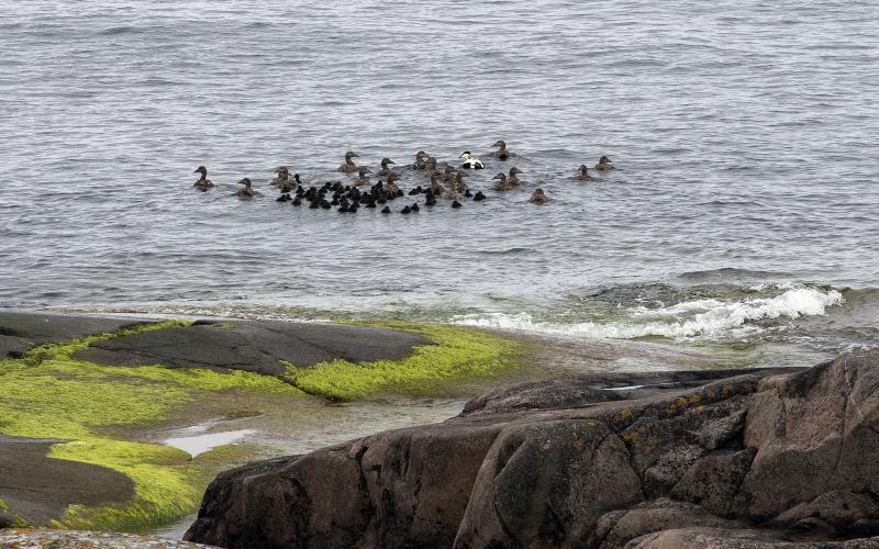 Ådans vänner, Nyhamn, Båtskär, Ejder, Åda med ungar